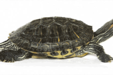Все что нужно знать о содержании красноухой черепахи в домашних условиях
