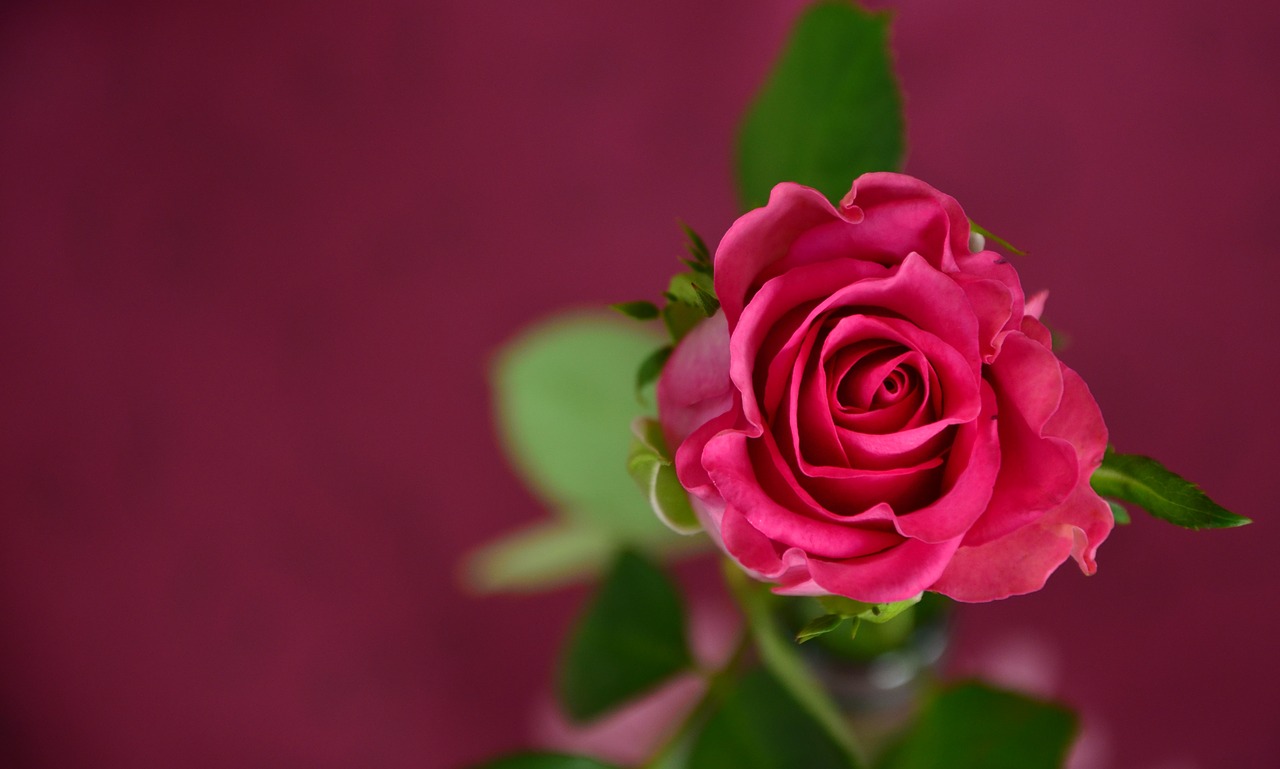 Красота и особенности розы